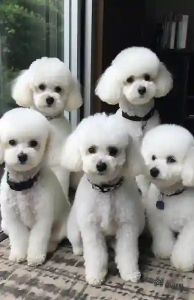 Snowflakes of Innocence