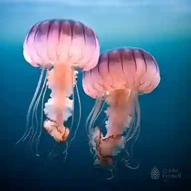 Ethereal Luminescence