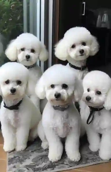 Snowflakes of Innocence