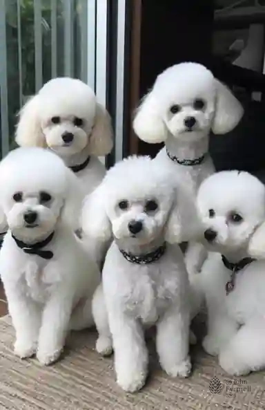 Snowflakes of Innocence