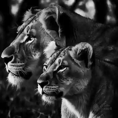 Whispers of the Wild