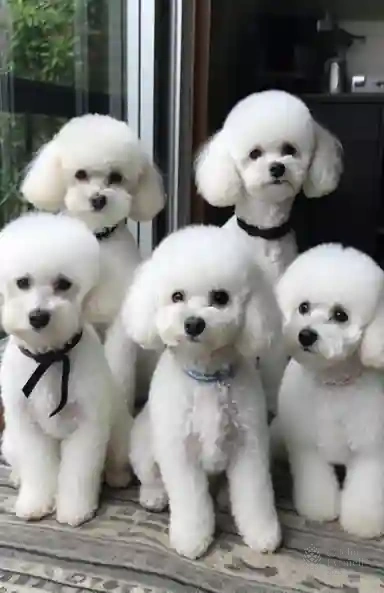 Snowflakes of Innocence